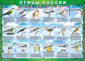 Таблица "Птицы России" из 4 листов в комплекте 100x140см (винил)