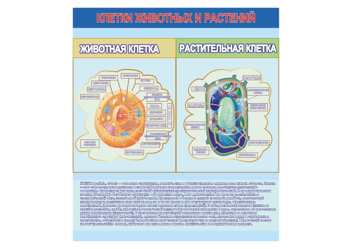 Стенд "Клетки животных и растений"