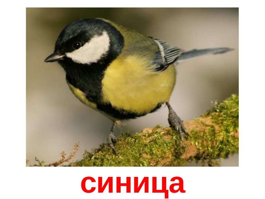 Набор карточек "Птицы" (20 шт. 150х200 мм.)