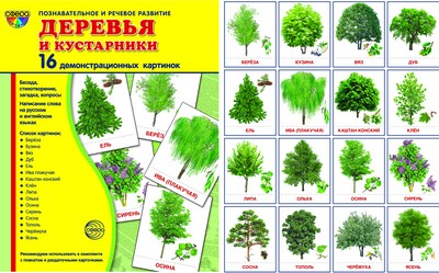 Демонстрационные картинки "Деревья и кустарники"