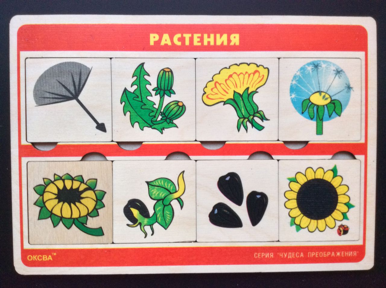 Чудеса преображений "Растения"