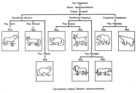 Модель-аппликация "Многообразие хордовых. Млекопитающие"