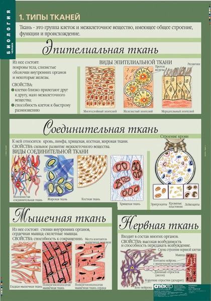 Комплект таблиц "Биология 8-9 классы. Человек" (12 таблиц)