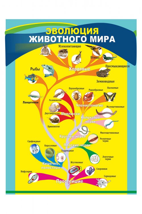 Стенд "Эволюция животного мира"