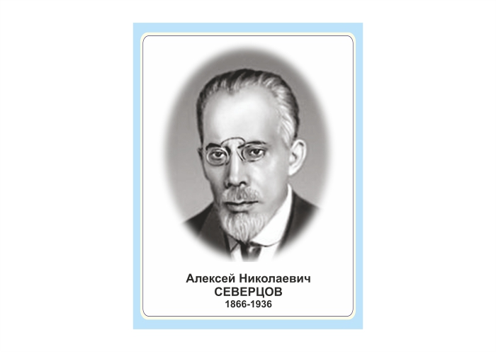 Стенд портрет "А. Н. Северцова"