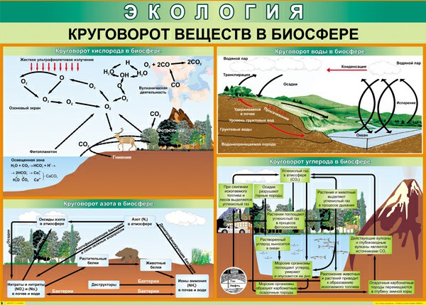 Таблица "Круговорот веществ в биосфере" 45x60см (винил)