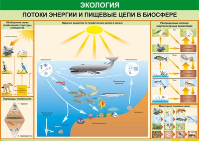 Таблица "Потоки энергии и пищевые цепи в биосфере", 70x100см