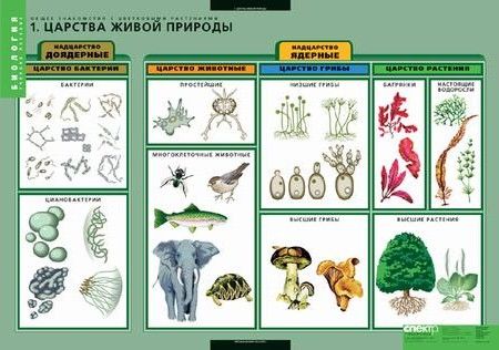 Комплект таблиц "Общее знакомство с цветковыми растениями" (6 таблиц)