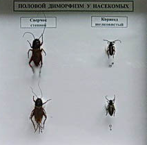 Коллекция энтомологическая "Половой диморфизм"