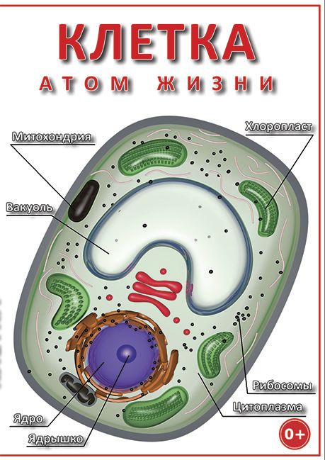 Учебный фильм "Клетка - "атом жизни" (DVD-диск)