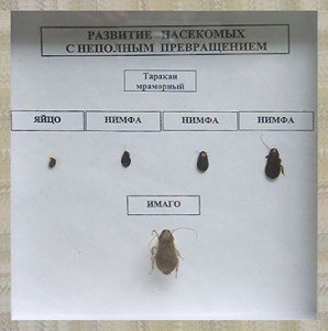 Коллекция энтомологическая "Развитие насекомых с неполным превращением"