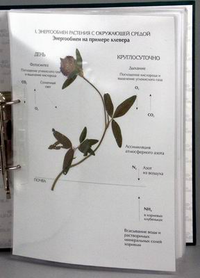 Гербарий к курсу основ общей биологии (20 листов) (лам.)