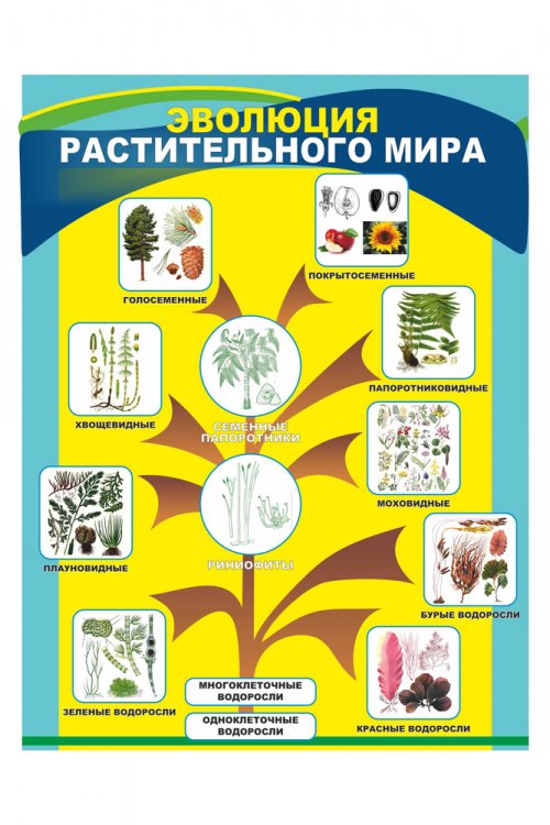 Стенд "Эволюция растительного мира"