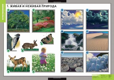 Таблицы "Окружающий мир. Летние и зимние изменения в природе"