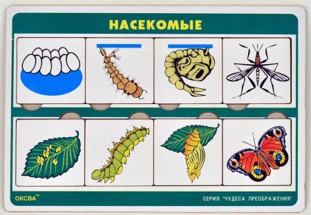 Чудеса преображений "Насекомые"