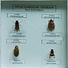 Коллекция энтомологическая "Представители отряда насекомых"