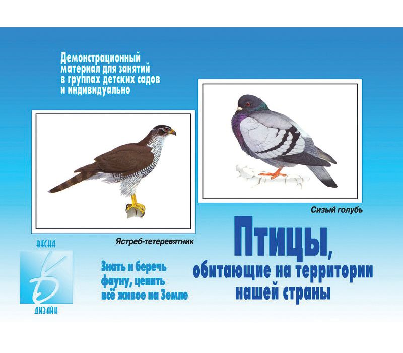 Игра ПТИЦЫ НАШЕЙ СТРАНЫ