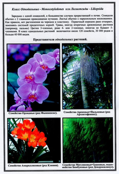 Гербарий "Эволюция высших растений" (лам.)