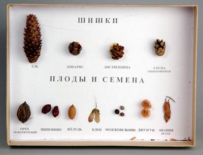 Коллекция "Шишки, плоды, семена деревьев и кустарников"