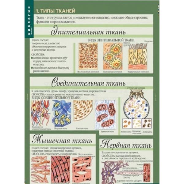 Комплект таблиц "Биология. 10-11 кл. Цитология. Генетика. Селекция" (12 таблиц)
