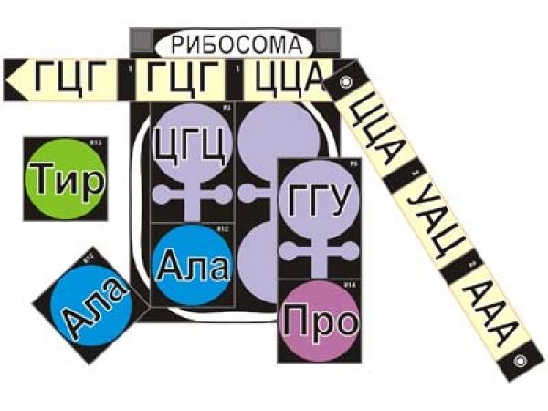 Модель-аппликация "Биосинтез белка"