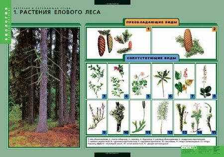 Комплект таблиц "Растения и окружающая среда" (7 таблиц)