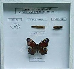 Коллекция энтомологическая "Развитие насекомых с полным превращением"