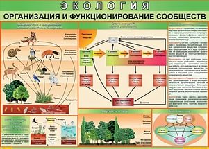 Таблица "Организация и функционирование сообществ" 100x140см (винил)
